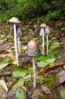 Issaquah, Washington State, USA. Shaggy mane edible mushrooms growing on a lawn. Art Print